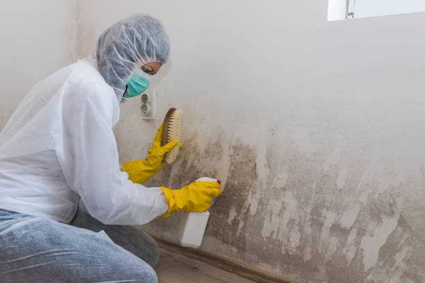 Best Toxic Mold Removal  in USA